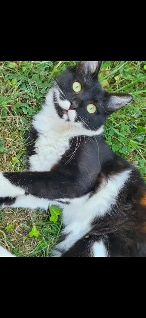 chat lost   02100 Remaucourt Rambo