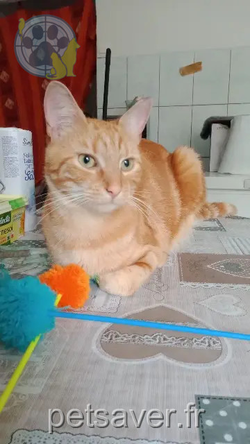 gato perdido 02500 Hirson Rouquin gato lost 02500 Hirson Rouquin
