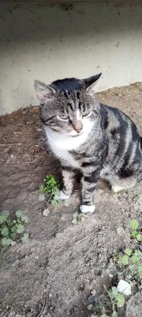 Kater lost   02200 Soissons SACHA