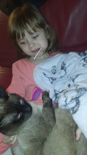 chat lost   02100 Saint-Quentin Babouche