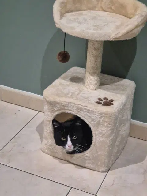 chat lost   02100 Saint-Quentin Brutus