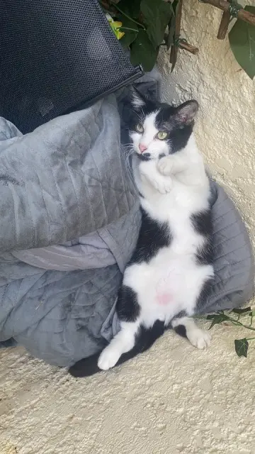 chat lost   02100 Saint-Quentin Cookie