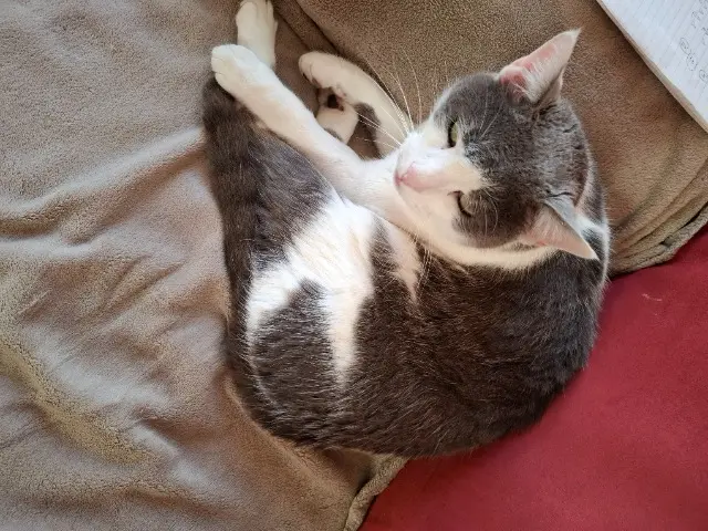 chat lost   02100 Saint-Quentin Couky