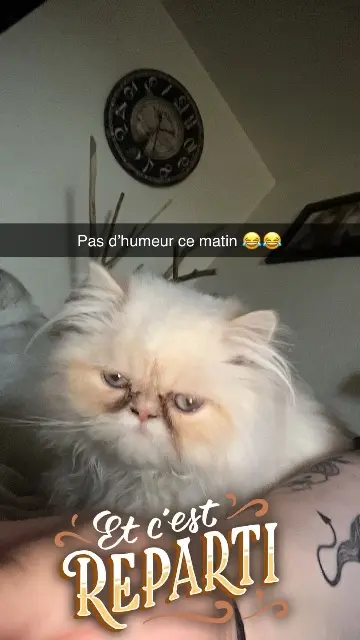 chat lost   02100 Saint-Quentin Gamin
