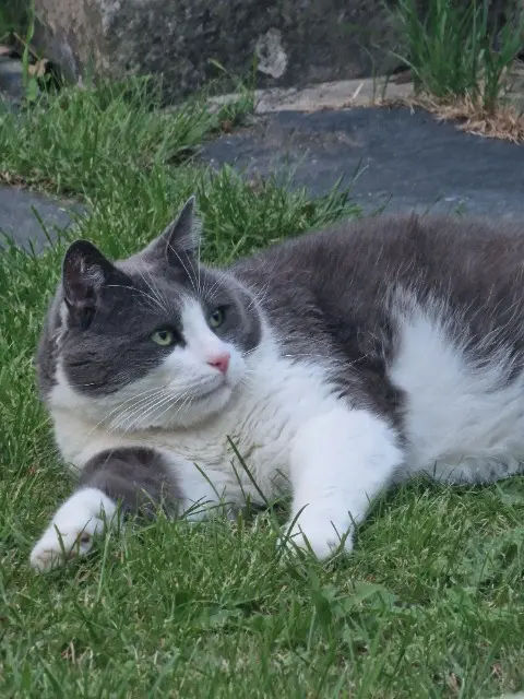 chat lost   02100 Saint-Quentin Geluck