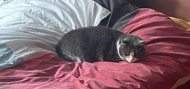 chat lost   02100 Saint-Quentin Geluck