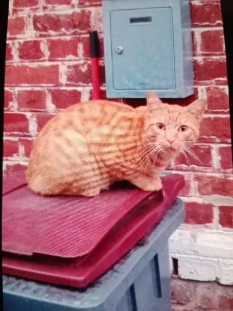 chat lost   02100 Saint-Quentin Kiki