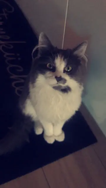 chat lost   02100 Saint-Quentin Moumoune