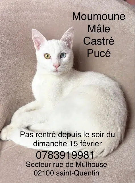 chat lost   02100 Saint-Quentin Moumounr