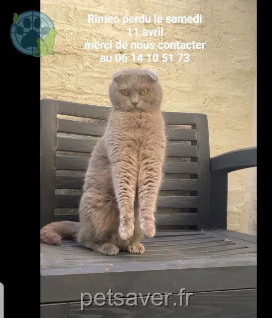 gatto lost   02100 Saint-Quentin Rimeo