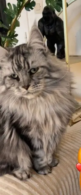 chat lost   02100 Saint-Quentin Simba