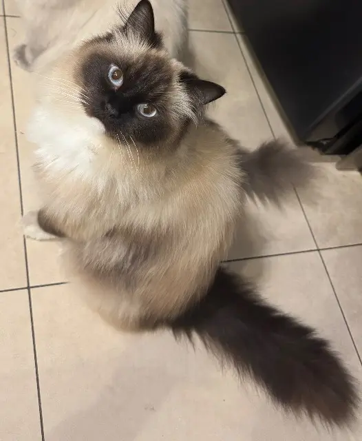 chat lost   02100 Saint-Quentin Tiroc