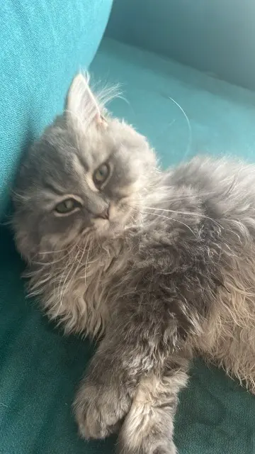 chat lost   02100 Saint-Quentin Waldo