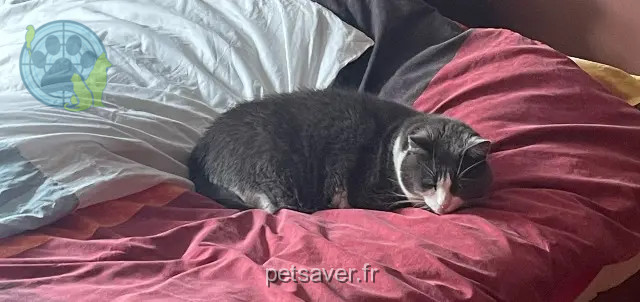 gatto perso 02100 Saint-Quentin Geluck gatto lost 02100 Saint-Quentin Geluck
