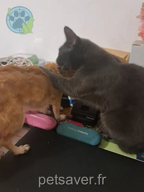 gato lost   02100 Saint-Quentin Grisbouille
