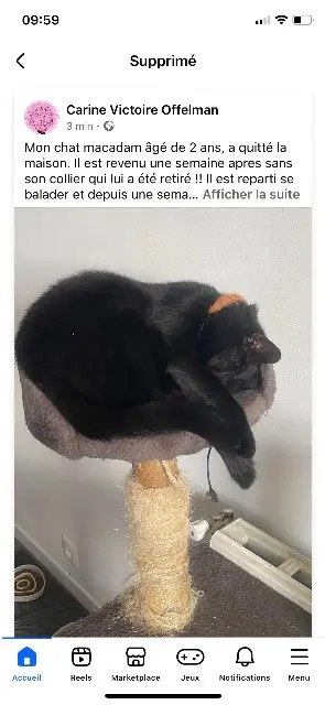 chat lost   02100 Saint-Quentin Macadam