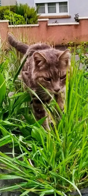 chat lost   02100 Saint-Quentin Mistigri