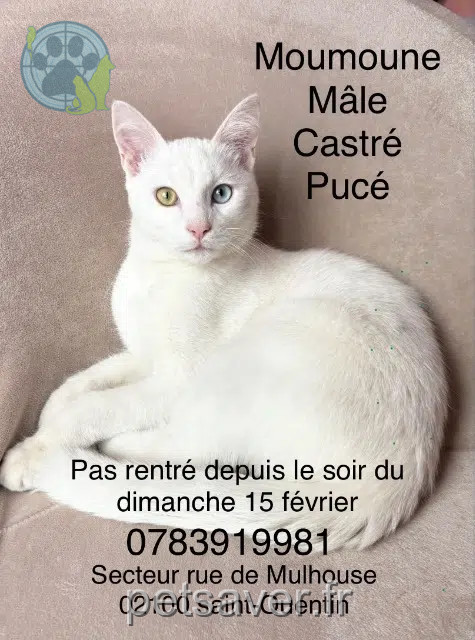 chat lost   02100 Saint-Quentin Moumounr