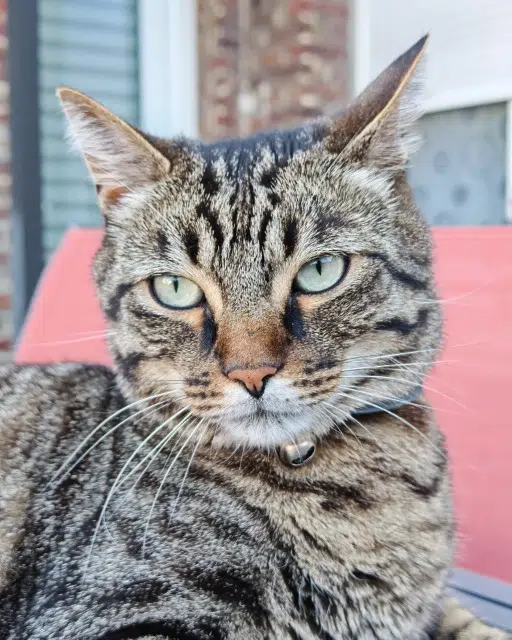 chat lost   02700 Tergnier Samy