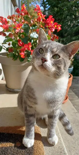 chat lost   02200 Soissons Saphir