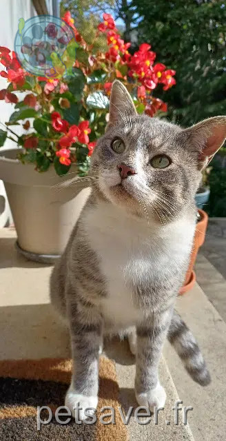 chat perdu 02200 Soissons Saphir chat lost 02200 Soissons Saphir