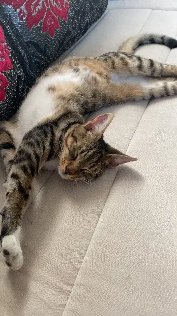 chat lost   02440 Montescourt-Lizerolles Simba