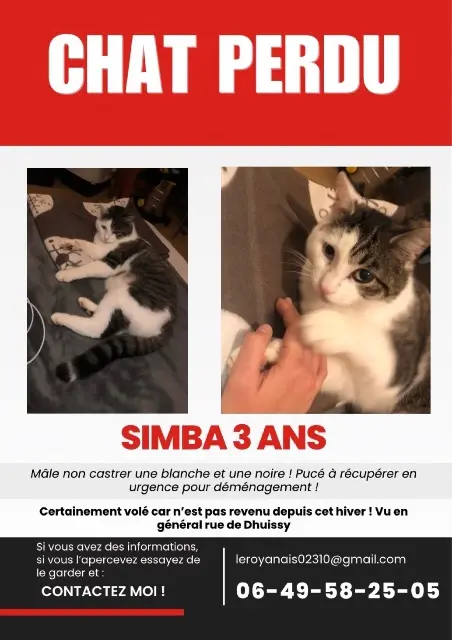 kater vermist 02310 Montreuil-aux-Lions Simba kater lost 02310 Montreuil-aux-Lions Simba