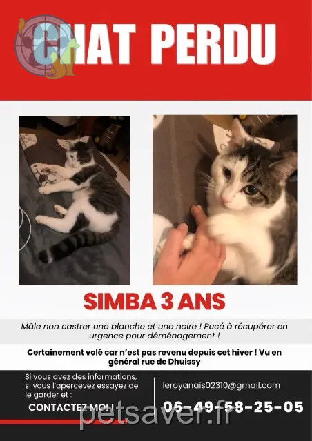 Kater vermisst 02310 Montreuil-aux-Lions Simba Kater lost 02310 Montreuil-aux-Lions Simba