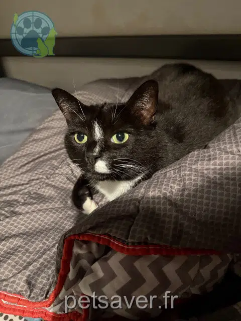 chat lost   02840 Athies-sous-Laon Spyro