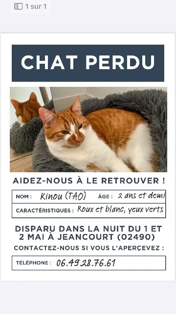 chat lost   02490 Jeancourt TAO (surnommé Kinou)
