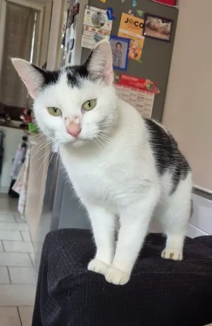 chat lost   02130 Fère-en-Tardenois Tigrou