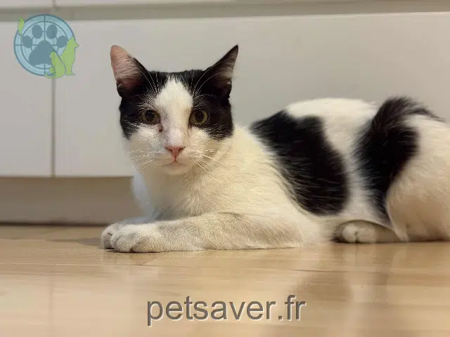 chat lost   02300 Chauny Toto
