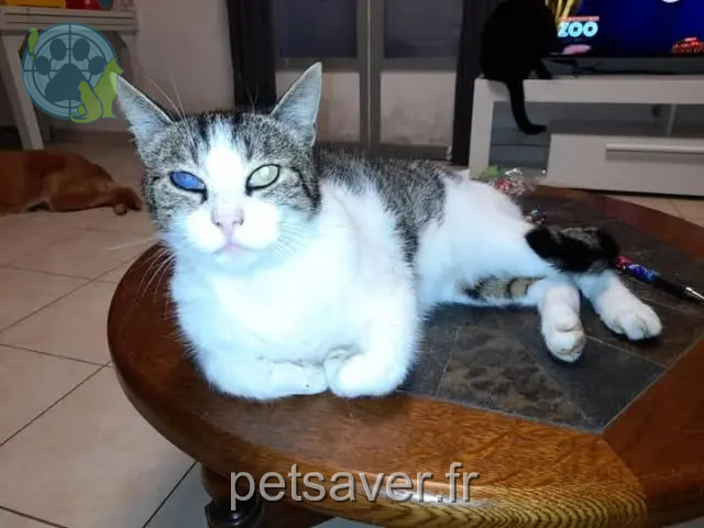 kater vermist 02330 Vallées en Champagne Crapule kater lost 02330 Vallées en Champagne Crapule