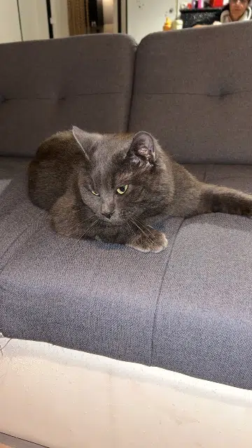 chat lost   02540 Viels-Maisons Vdouze