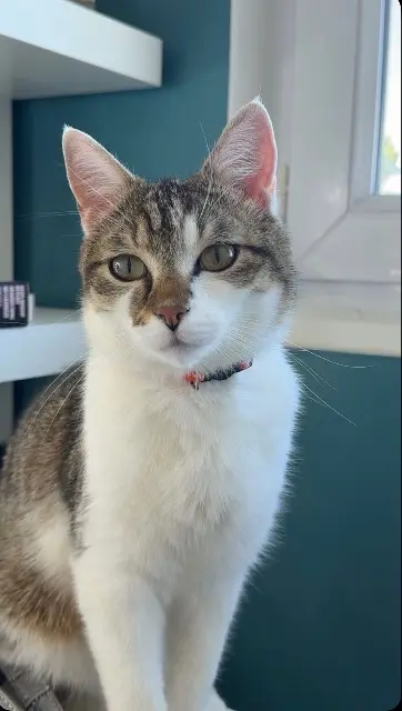 chat lost   02450 Boué Vegas