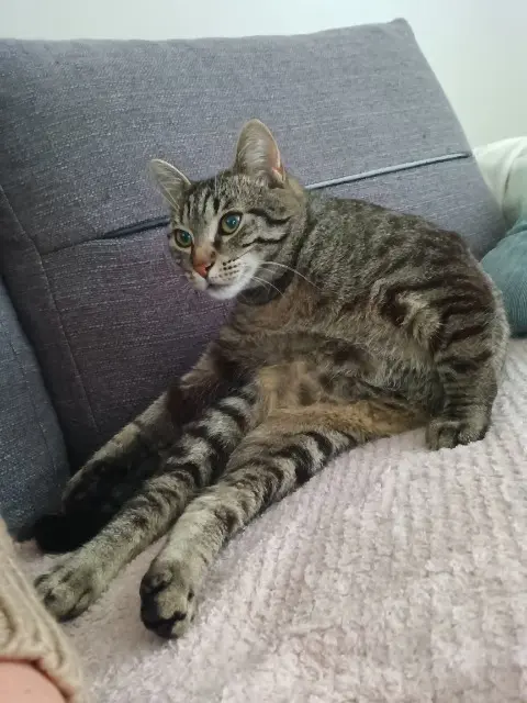 chat lost   02520 Flavy-le-Martel Vivo