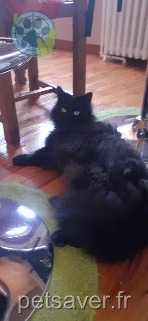chat lost   02200 Belleu Végéta