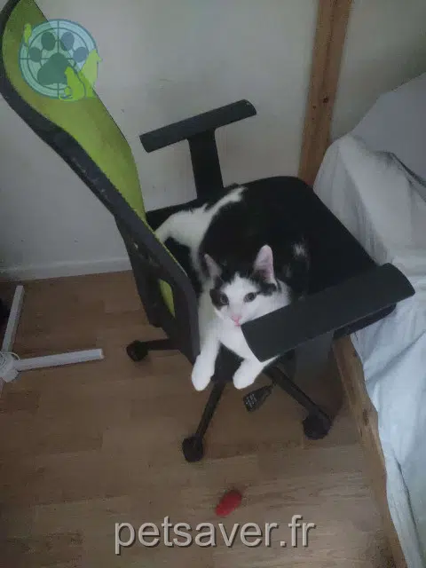 chat lost   02200 Villeneuve-Saint-Germain Waykey