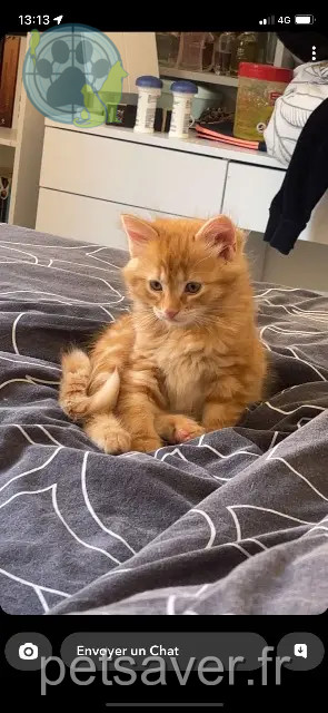 cat lost 02300 Chauny Winnie cat lost 02300 Chauny Winnie