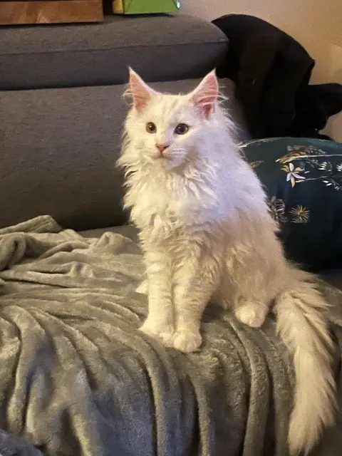 chat lost   03600 Commentry Addiction