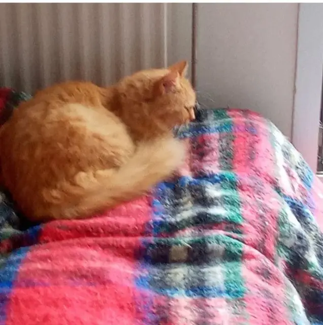 chat lost   03240 Le Theil Amé