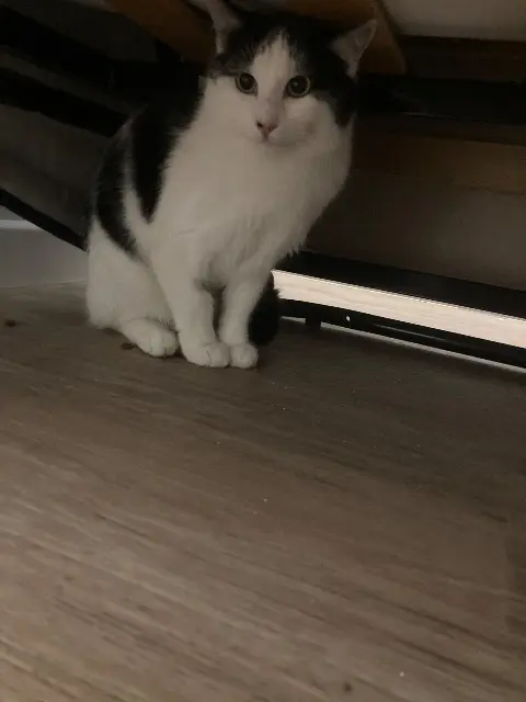 chat lost   03100 Montluçon Anakin