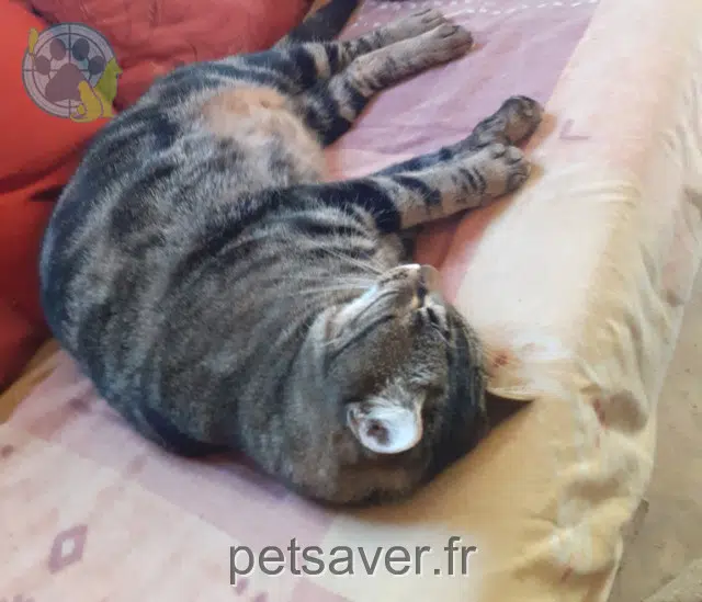 chat lost   03160 Ygrande Chamallow