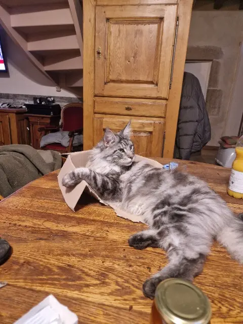 chat lost   03120 Droiturier Chester