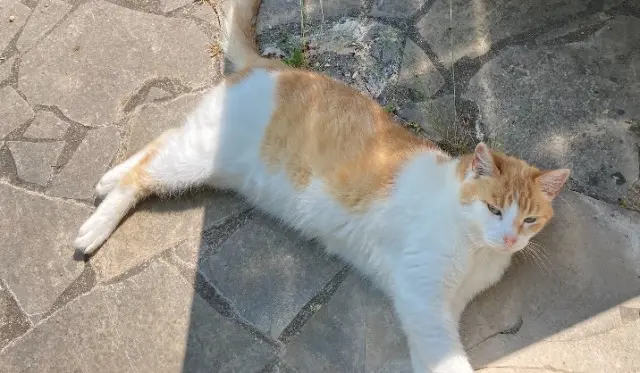 chat lost   03100 Montluçon Glu