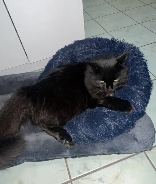 chat lost   03270 Saint-Yorre Habilou