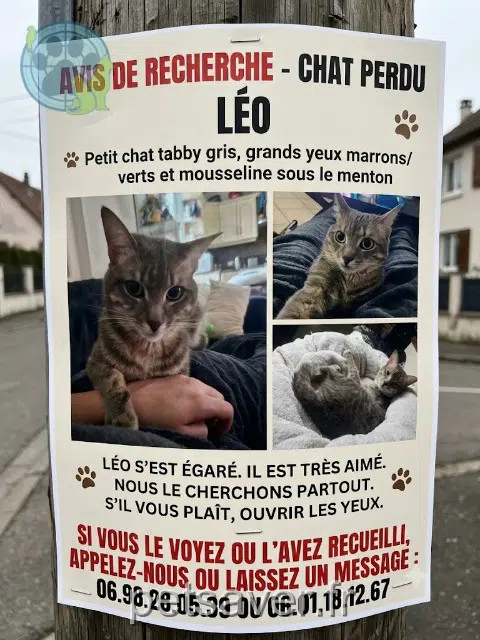 Kater lost   03100 Montluçon Leo