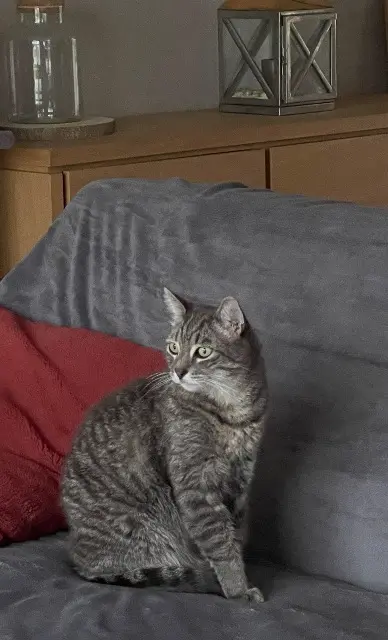 chat lost   03410 Domérat Loulou