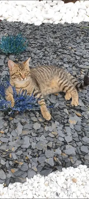 chat lost   03290 Dompierre-sur-Besbre Michu