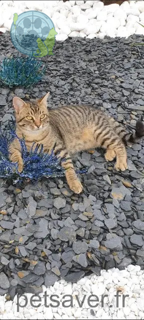 cat lost 03290 Dompierre-sur-Besbre Michu cat lost 03290 Dompierre-sur-Besbre Michu